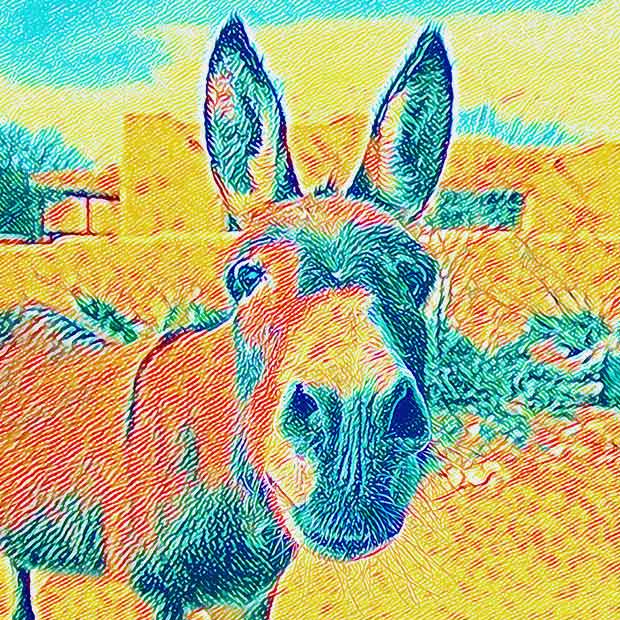 Donkey